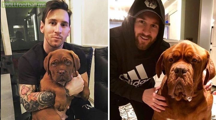Damn, Messi's dog Hulk looks like he takes Messi out for walks now.