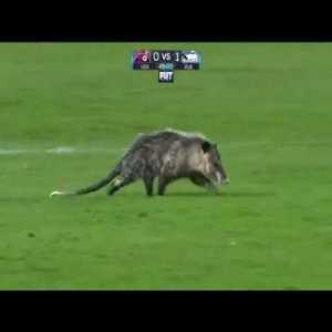 Possum invades the pitch in a Liga MX game.