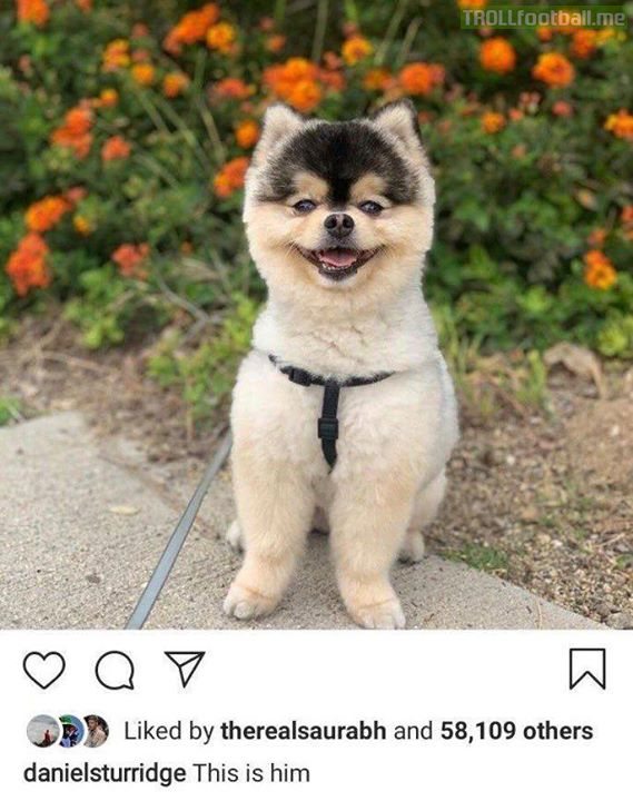 Why does Daniel Sturridge's dog look like the kid from Stranger Things?