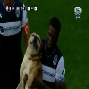 Sad news! 😢 'Robertito' has died, the "mascot" dog from Union Santa Fé Stadium, who enchanted America when he invaded the pitch. Rest in peace, buddy. 🇦🇷🐶