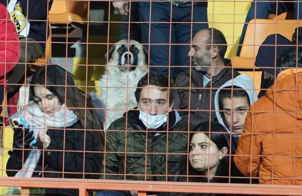 Just a dog enjoying the Armenia vs Germany game in Yerevan.