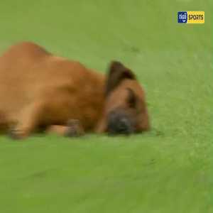 Dog falls asleep in Paraguay third division