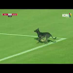 Dog enters pitch in Ismaily vs Smouha in the Egyptian League