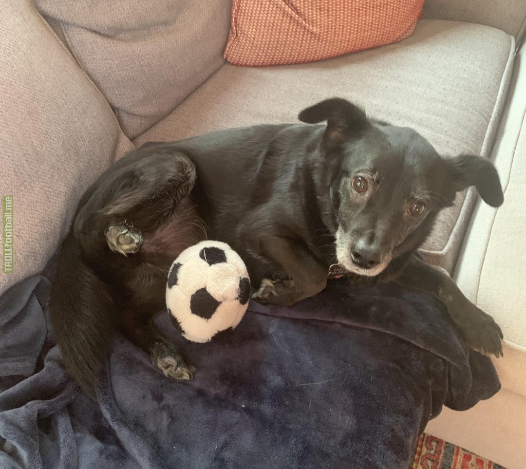 [OptaBark] My dog has scored as many World Cup knockout goals as Cristiano Ronaldo. Woof.