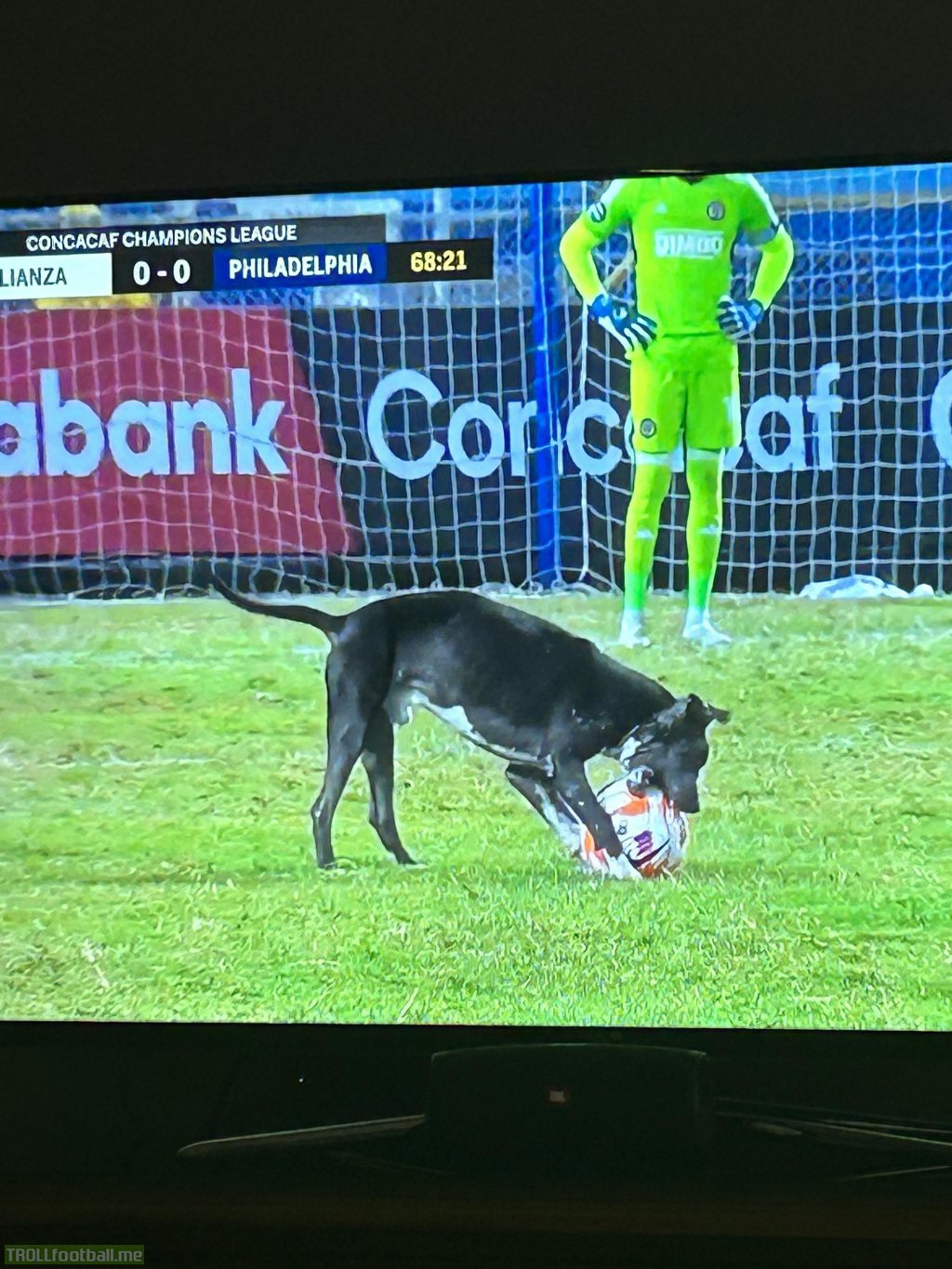 Dog invades the pitch during Alianza vs Philadelphia Union.